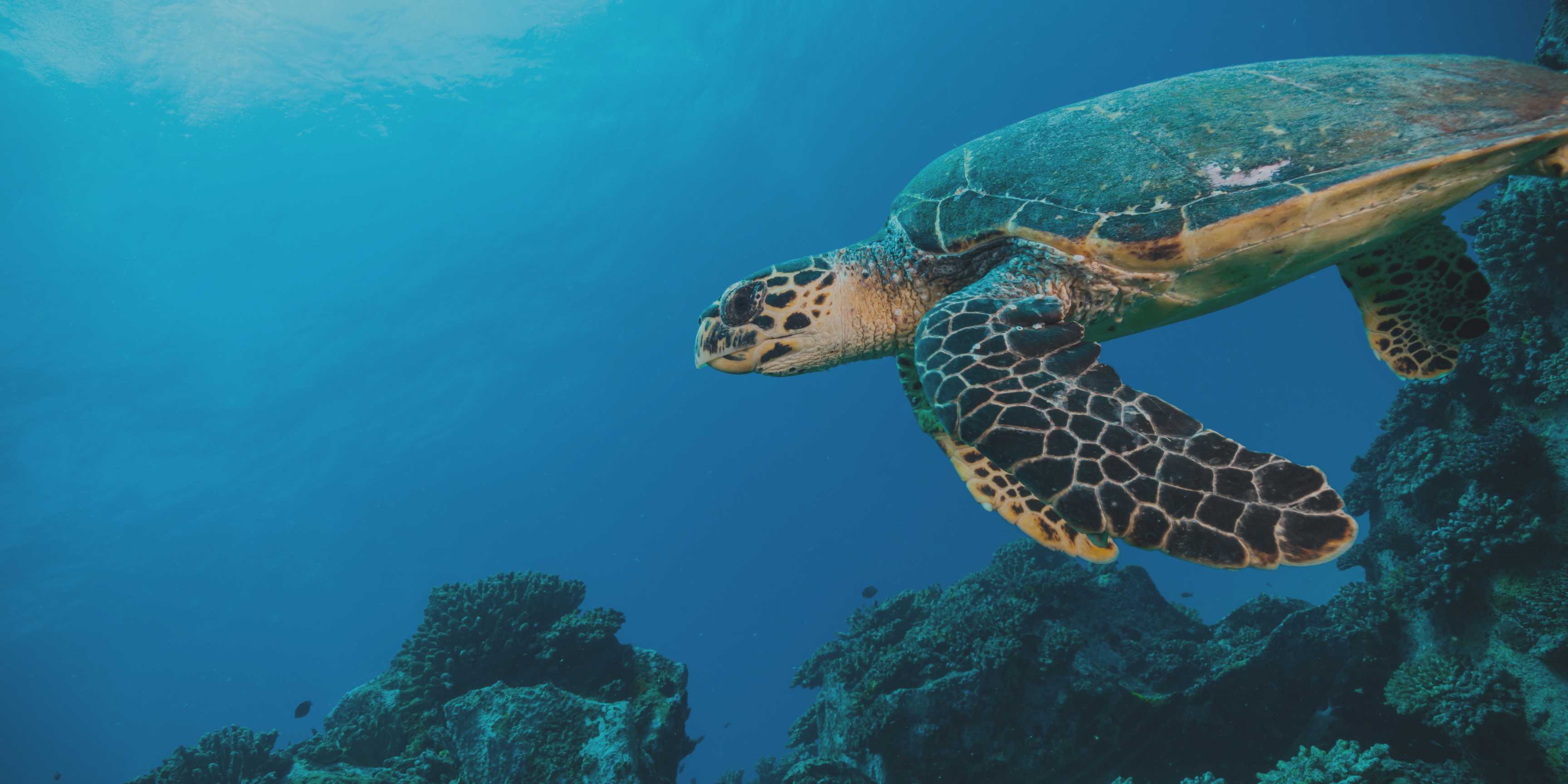Día Mundial de los Océanos: proteger el mar es proteger nuestro futuro