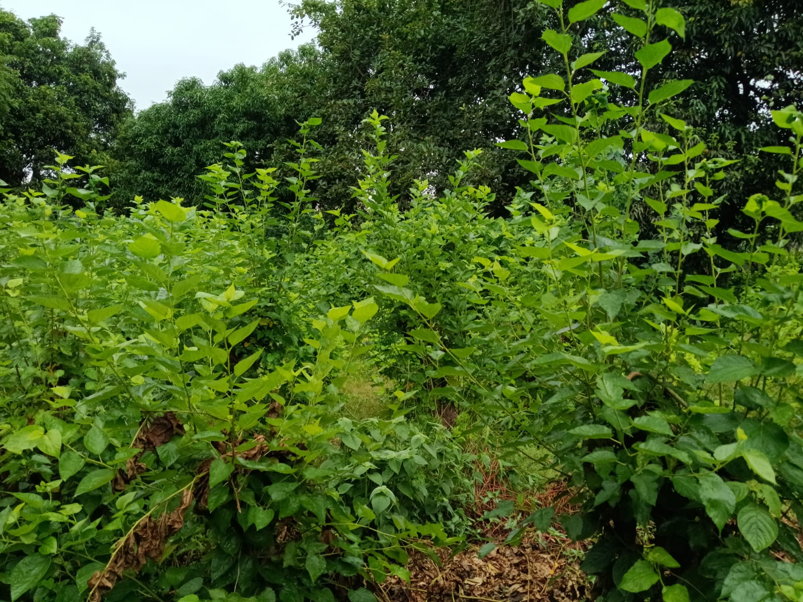 Greening the Future: Our Mission to Restore Nature