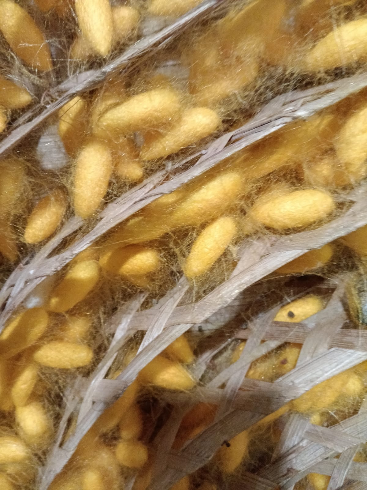 Golden Threads of Change: Empowering Livelihoods 