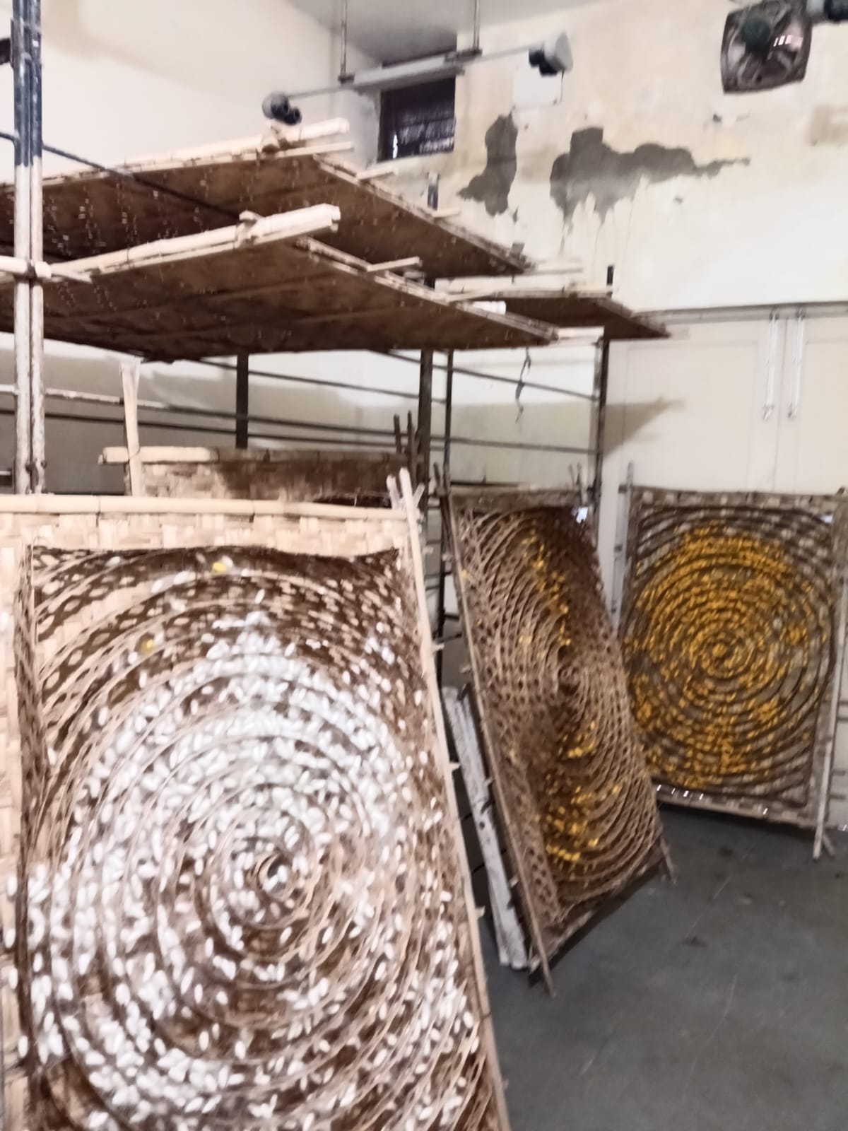 Inside the Cocoon: A Glimpse into Sustainable Silk Farming
