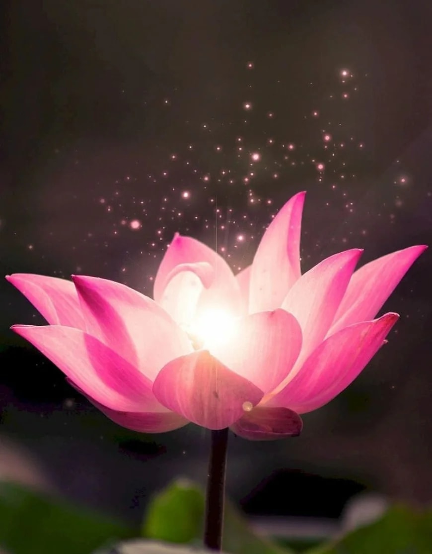 Ngày Phật Đản - nguyện cho thế giới an bình hạnh phúc