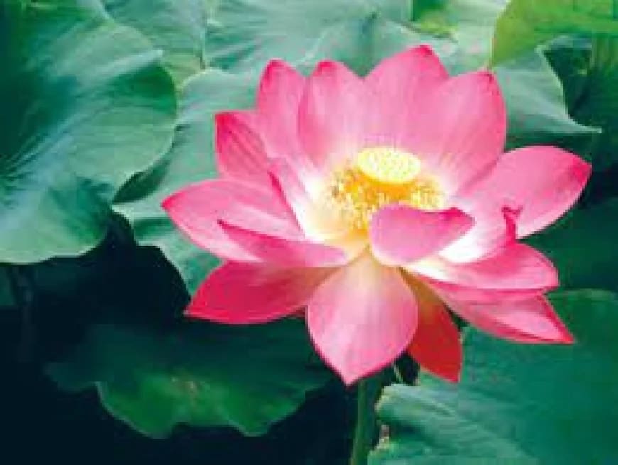 Kinh Pháp Cú: Ý nghĩa và cách trì tụng kinh tại nhà