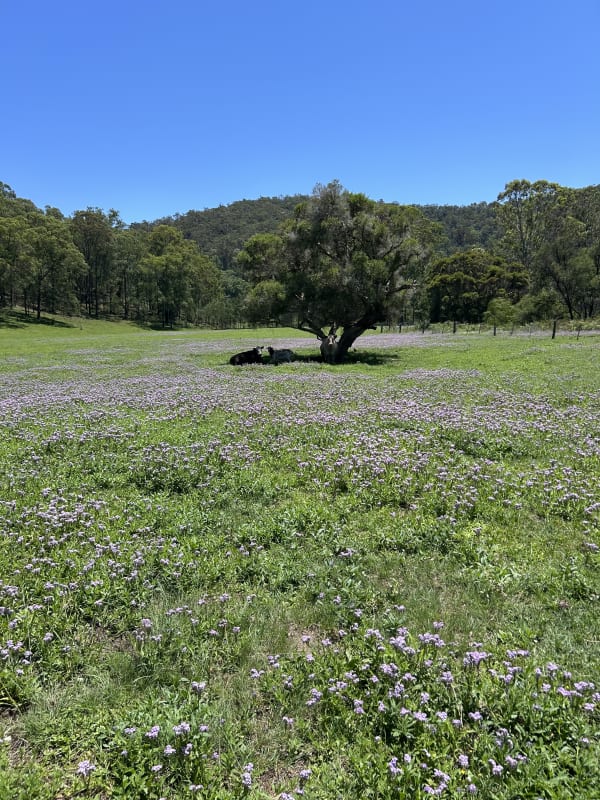 Photo from Coos and Roos — tr260rivk3rx37fcneyn