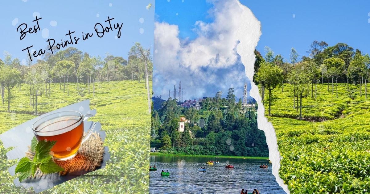 Best Tea Points in Ooty- A Taste of Tradition and Innovation ...