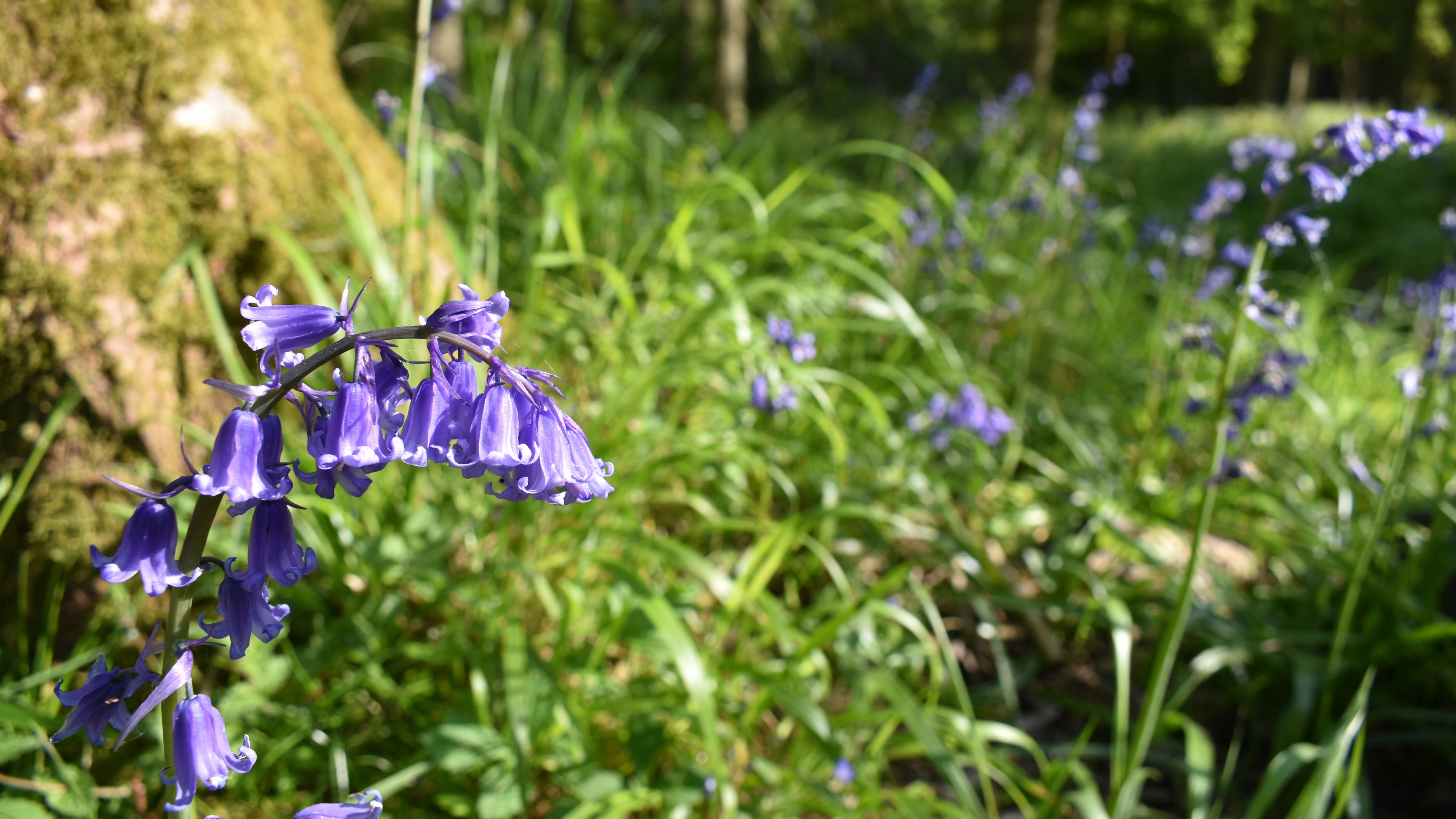 Bluebells