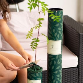 Memorial tree package
