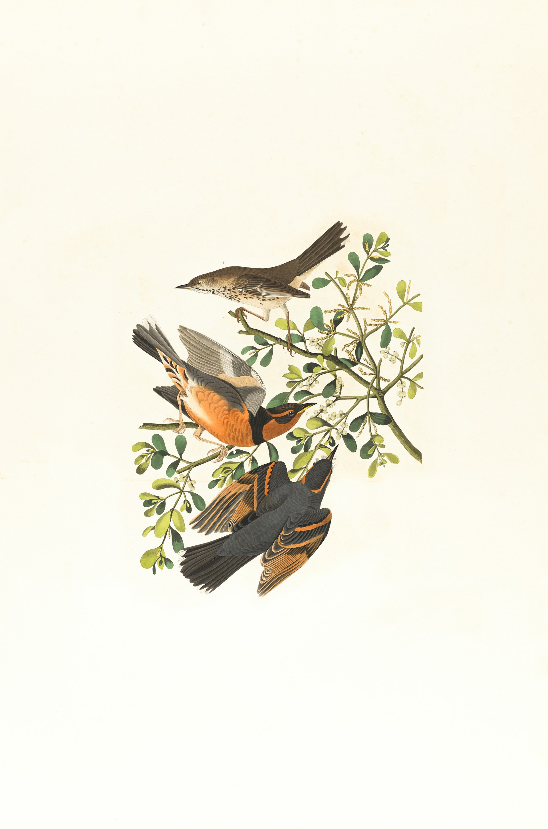 Mountain Mocking Bird
