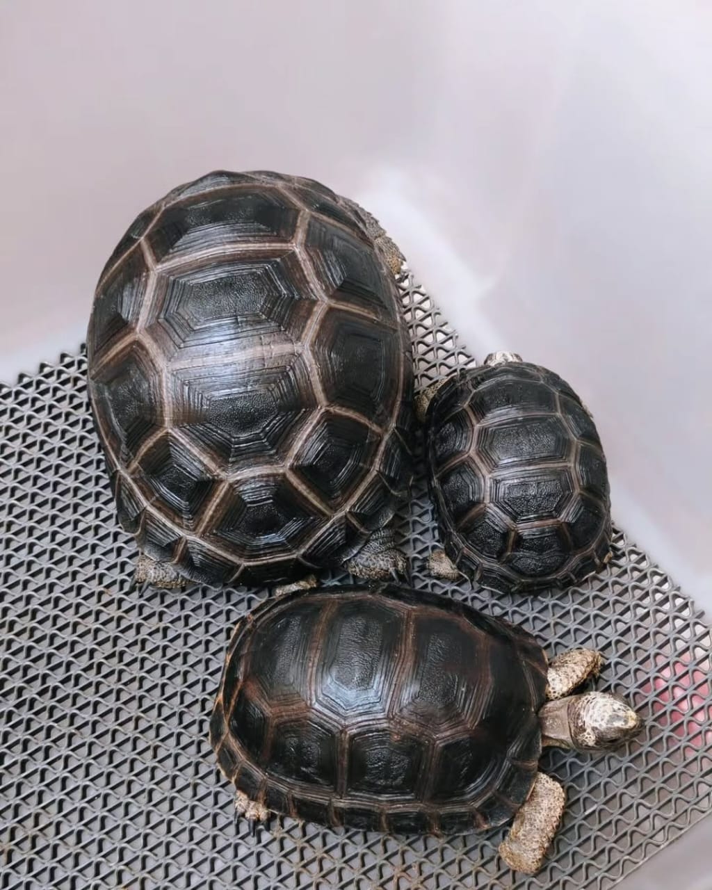Aldabra tortoise main