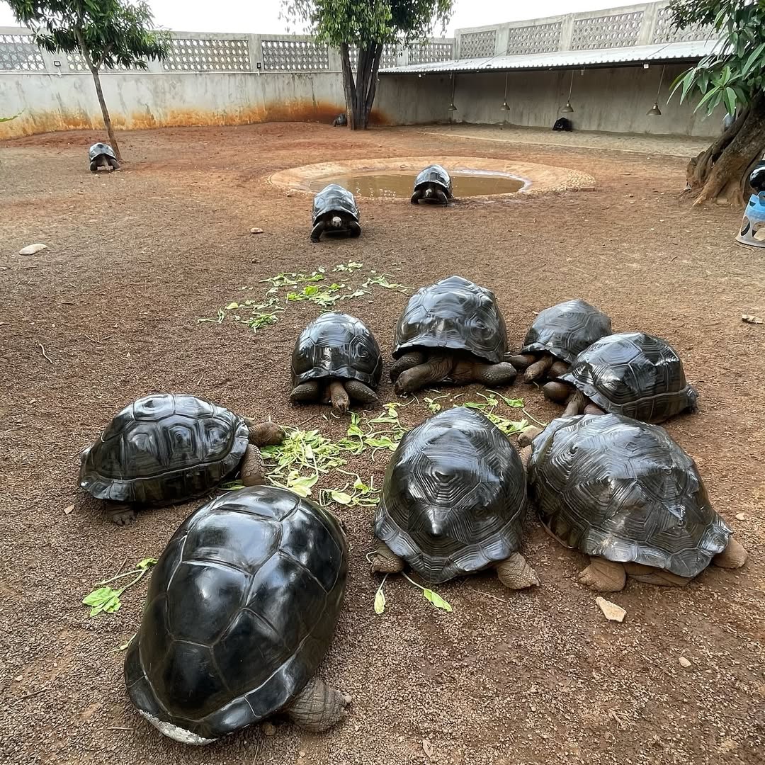 Aldabra tortoise