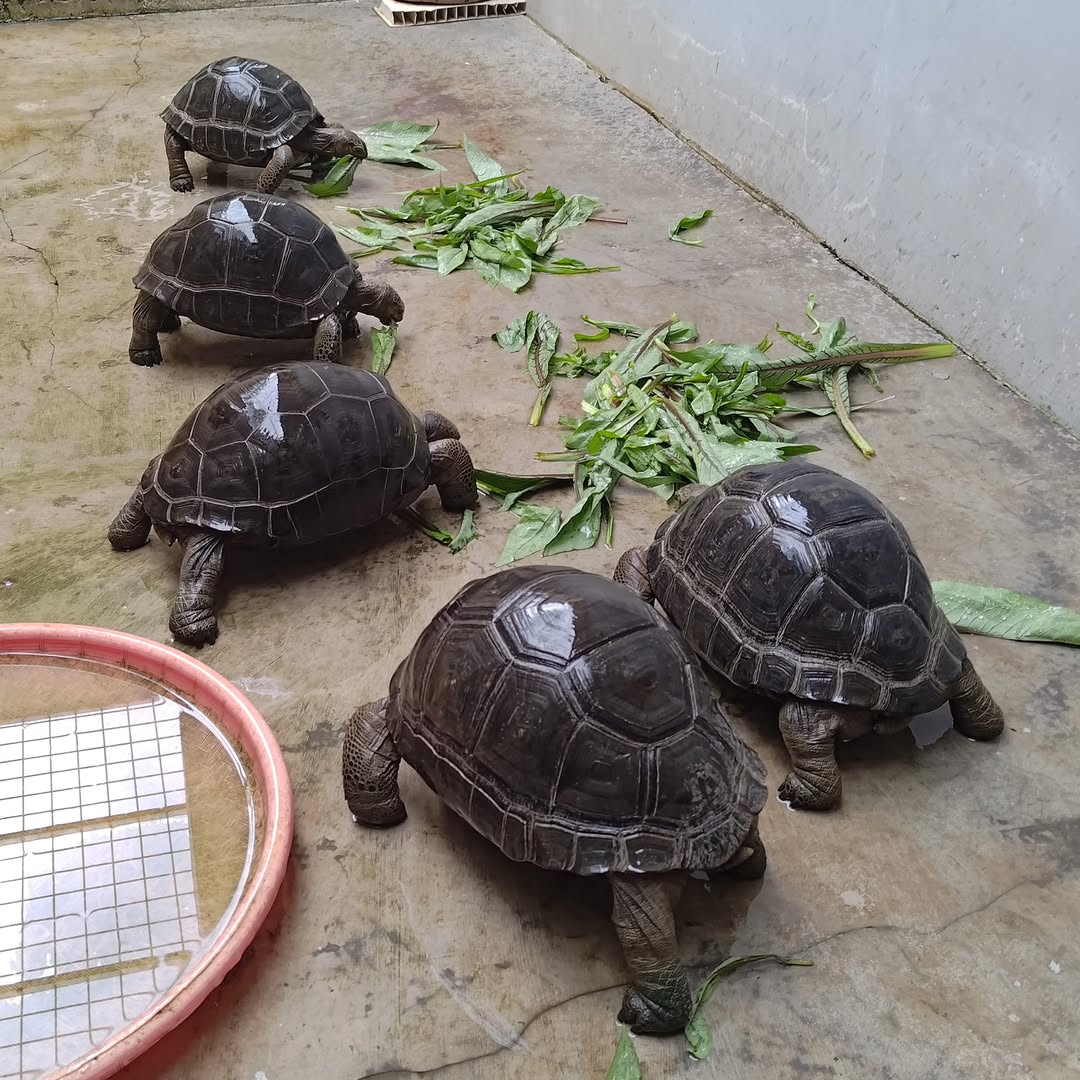 Aldabra tortoise
