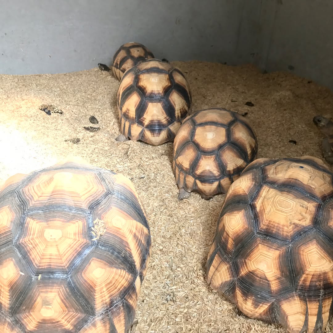 Yniphora tortoise