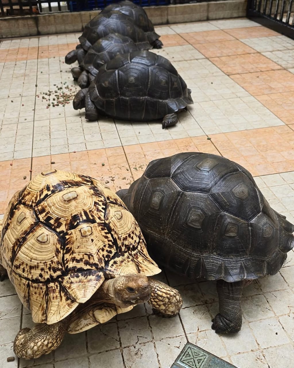 Aldabra tortoise