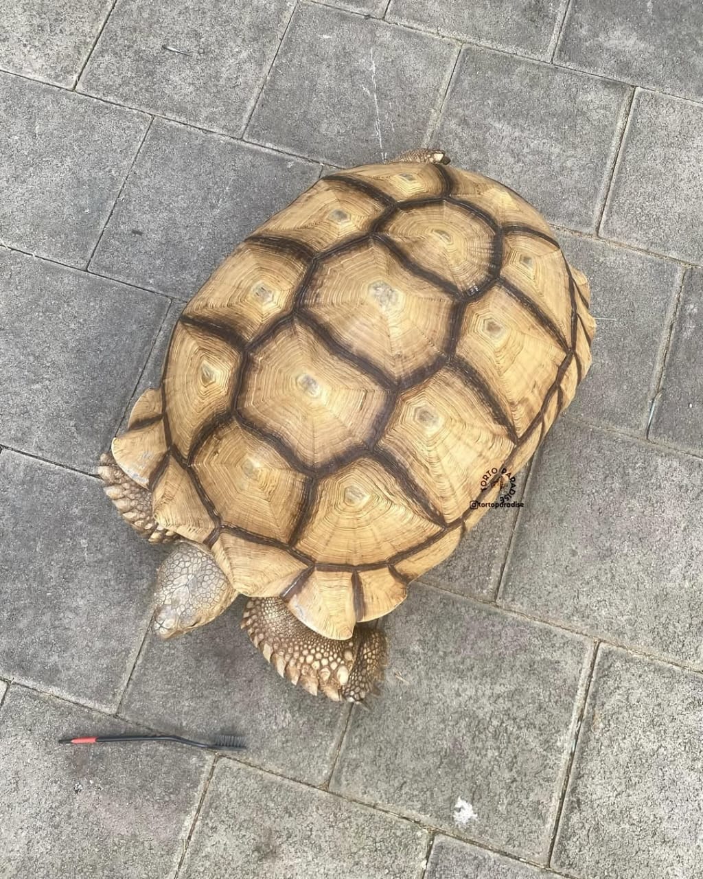 Yniphora tortoise