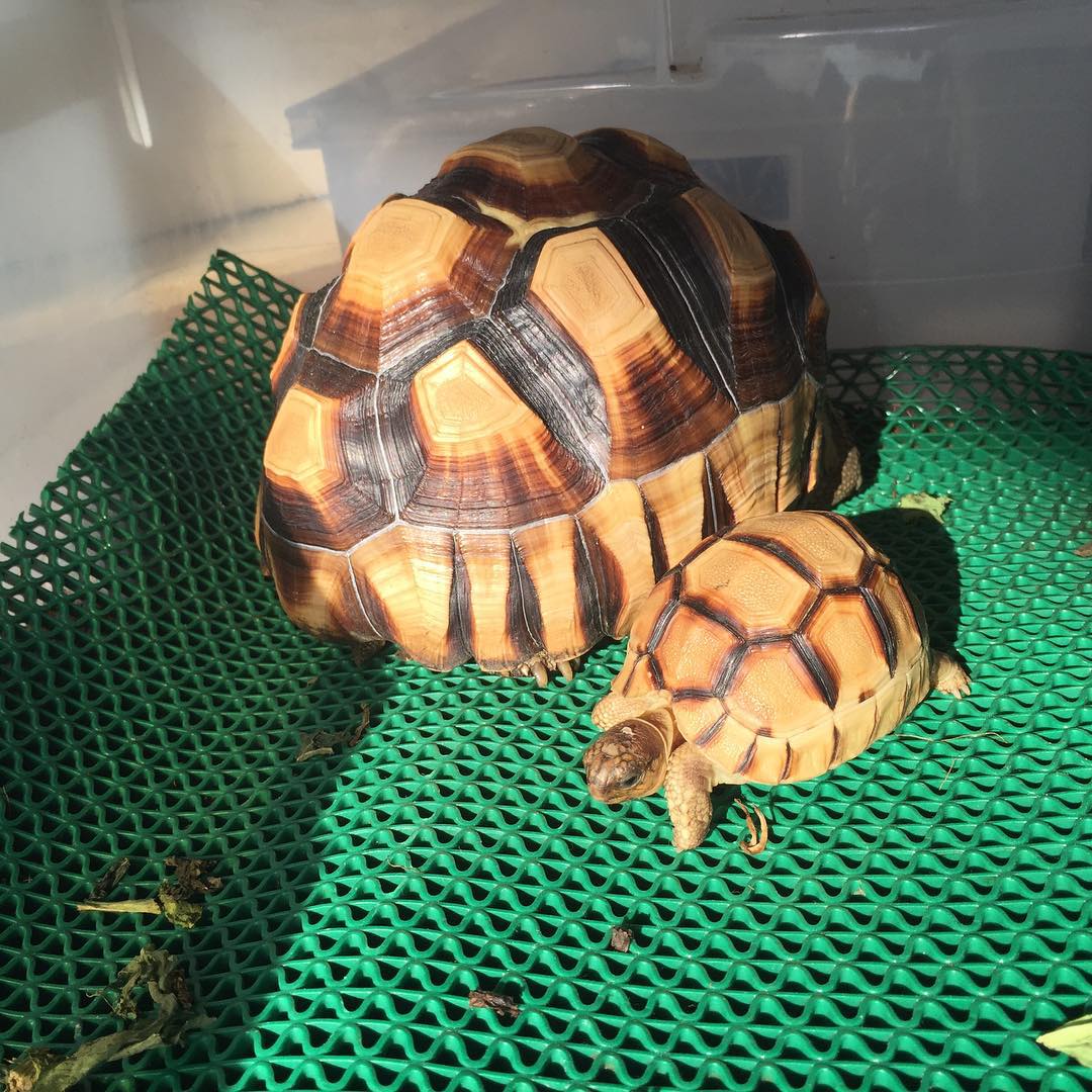 Yniphora tortoise