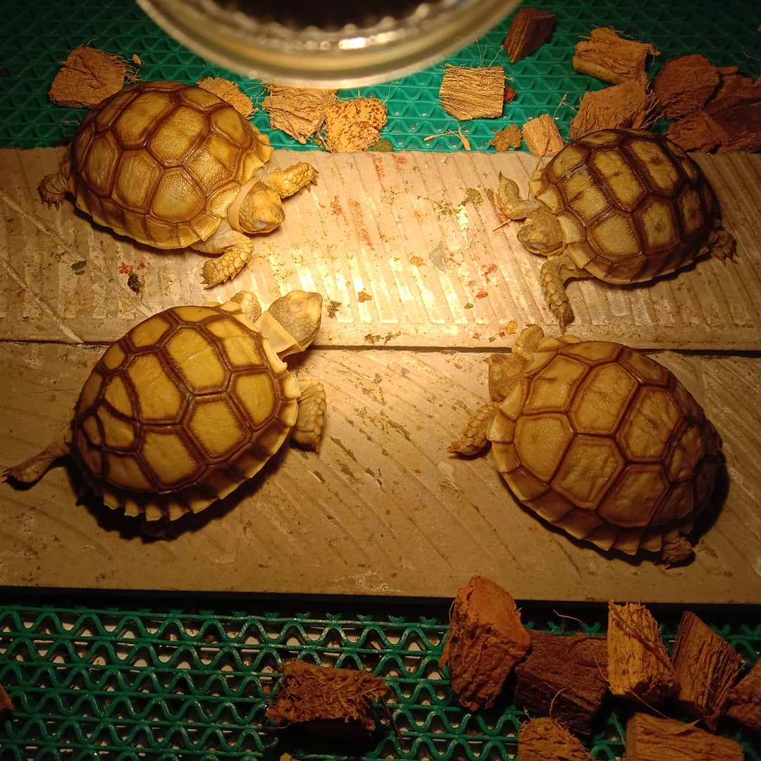 Yniphora tortoise