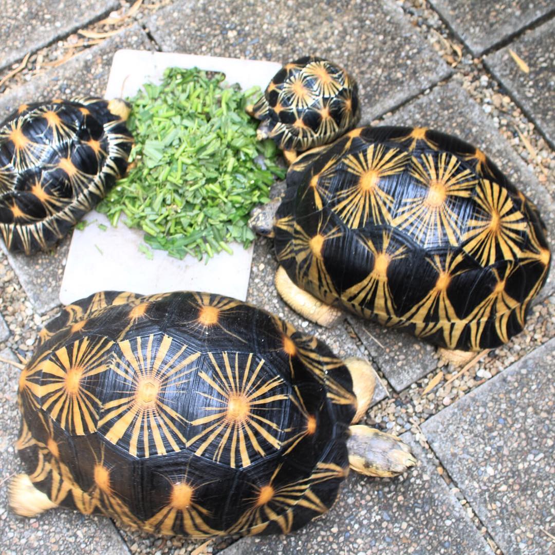 Radiated tortoise main