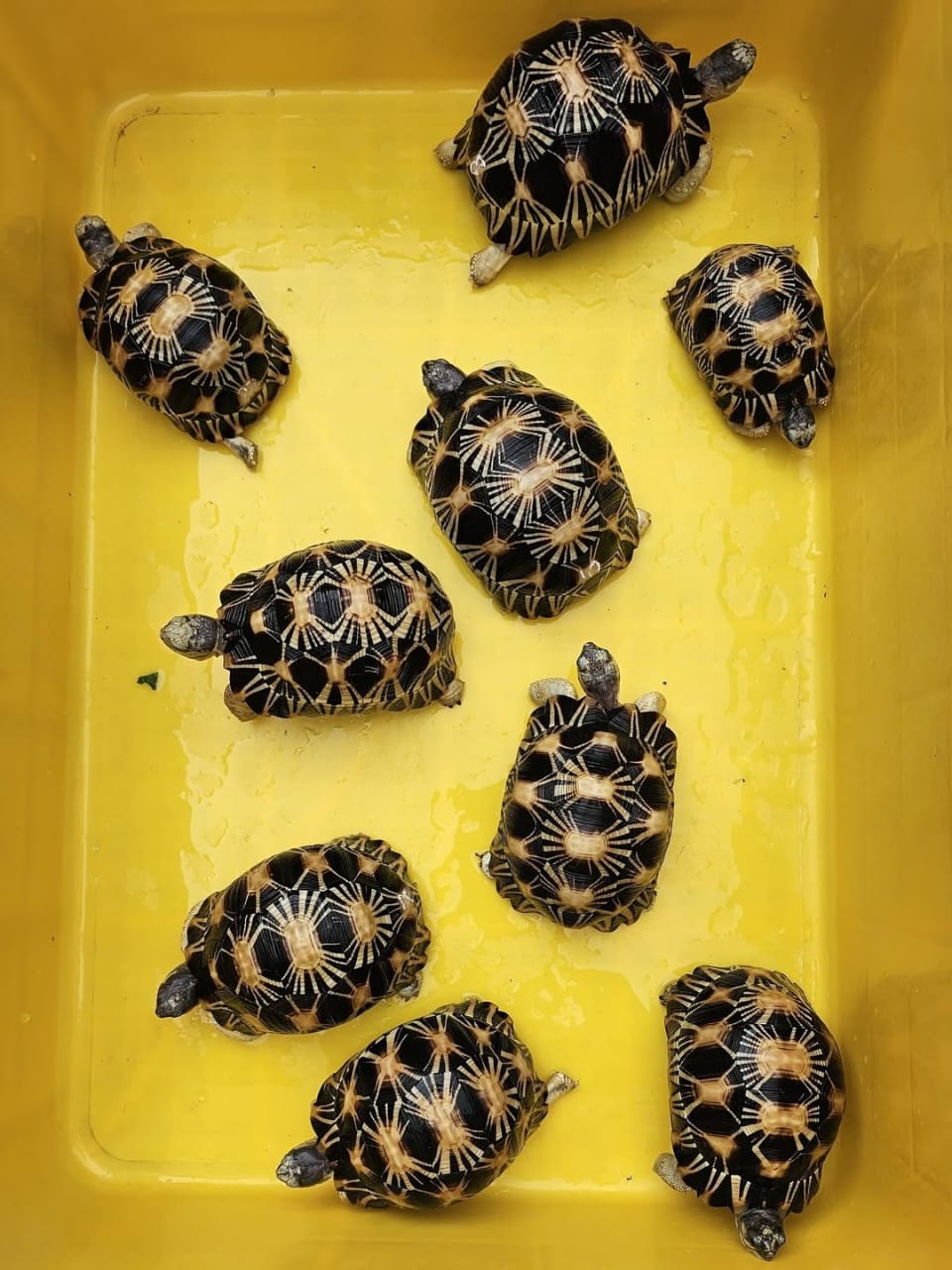 Radiated tortoise