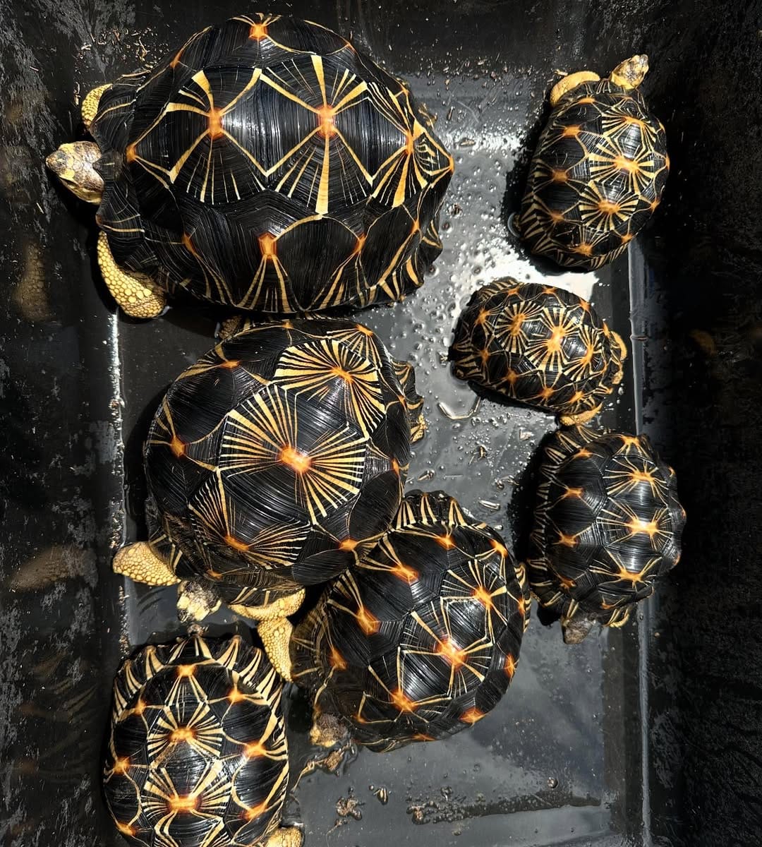 Radiated tortoise