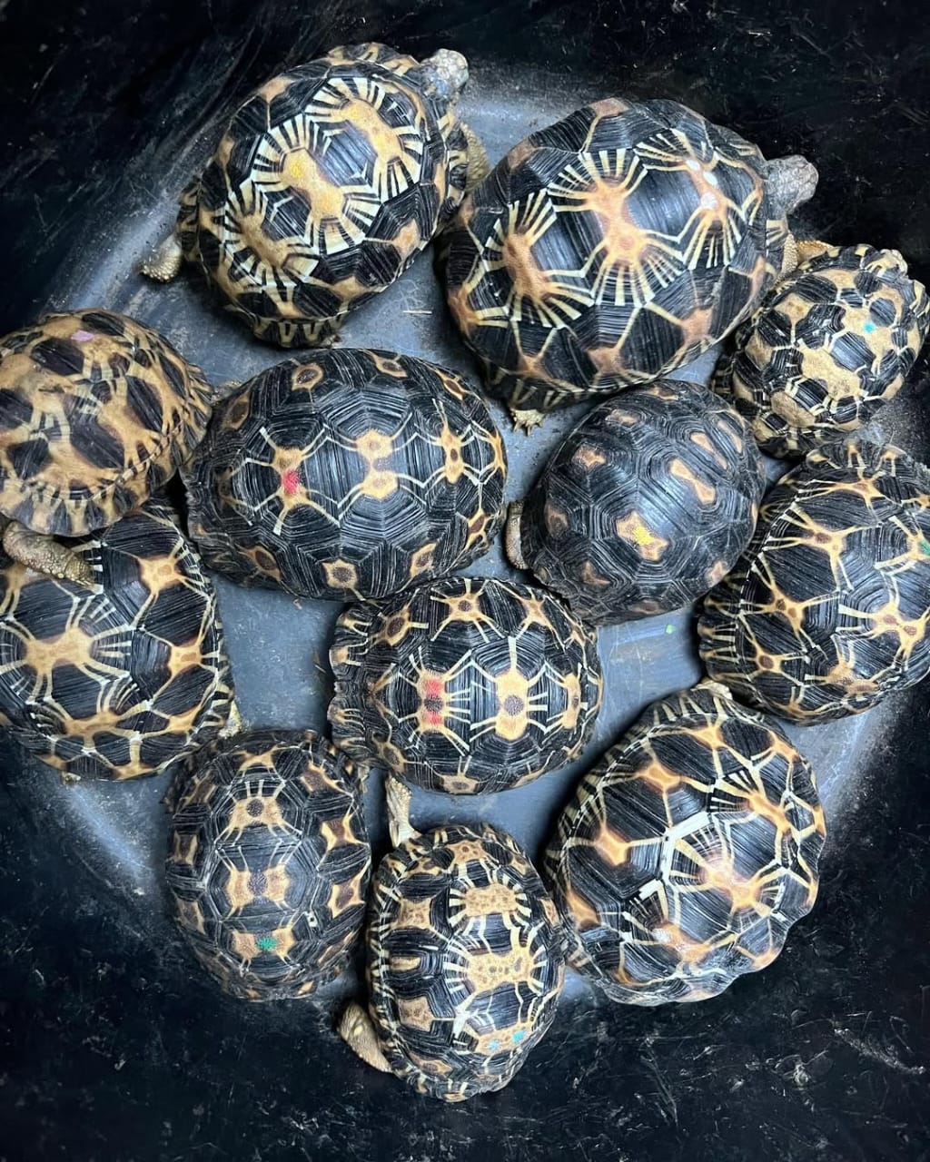 Radiated tortoise