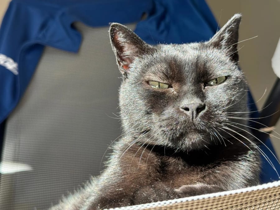 cat photo