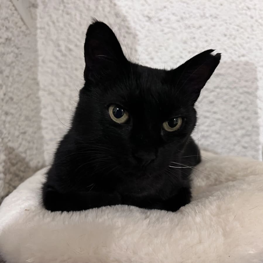 cat photo