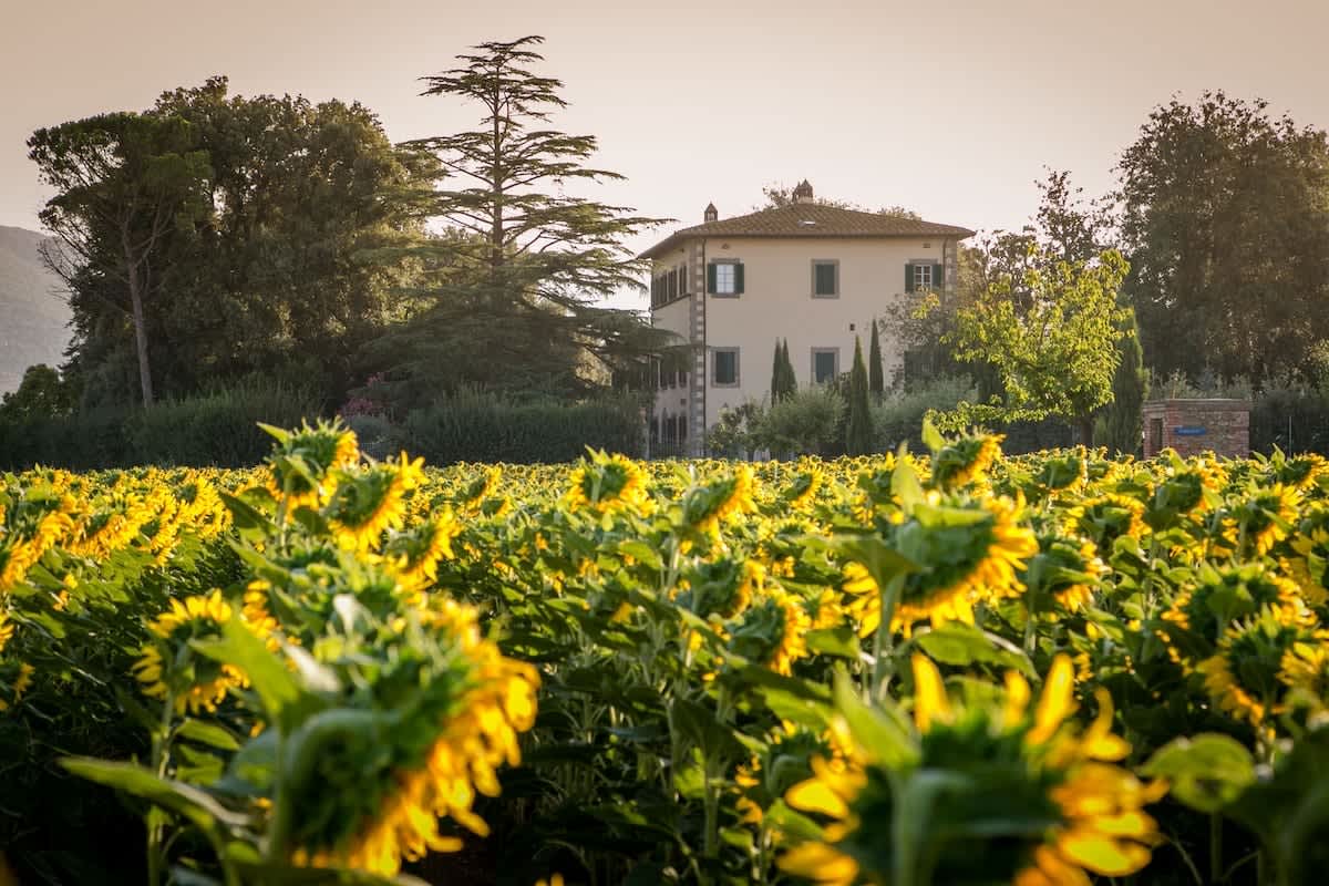 Villa della Cappella — a sunflower field with the villa in the distance