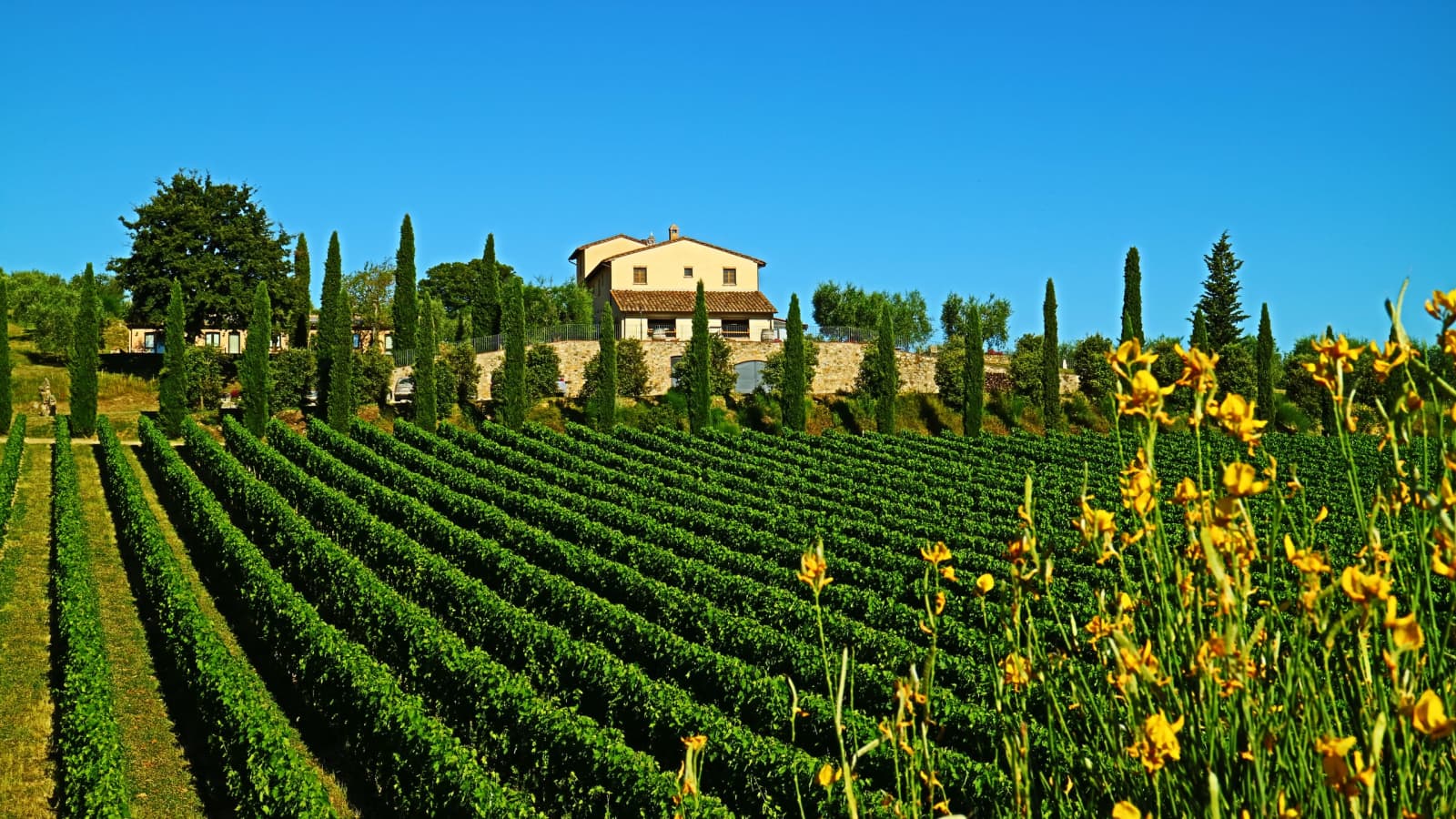 Tenuta La Barricaia — vineyards below the villa