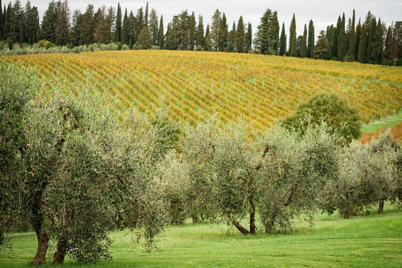 Villa Castellaro — olive trees below the estate's vineyard