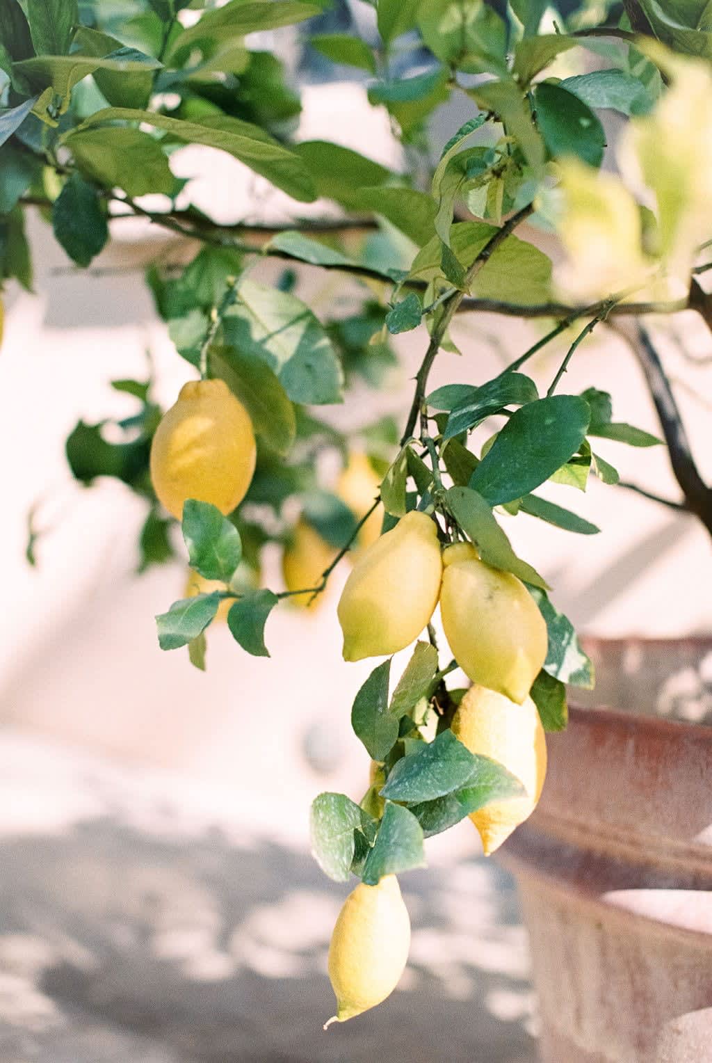 Villa della Cappella — lemons ripening on a tree in the grounds