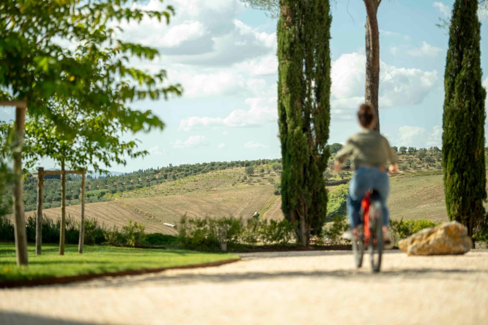Tenuta Belvedere Estate: Tenuta Belvedere — a cypress above the pool terrace