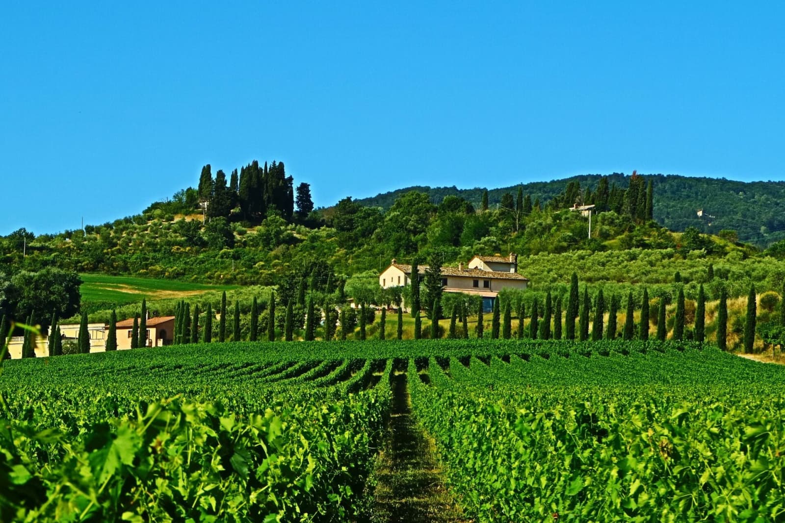 Tenuta La Barricaia — vineyards and the villa on its hill