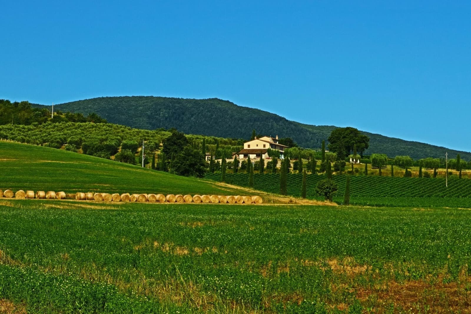 Tenuta La Barricaia — the villa and hills in the evening light