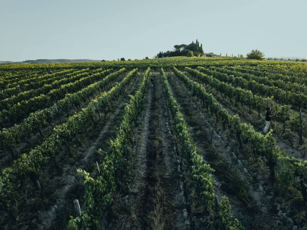 Tenuta Belvedere Estate: Tenuta Belvedere — the estate's vineyards