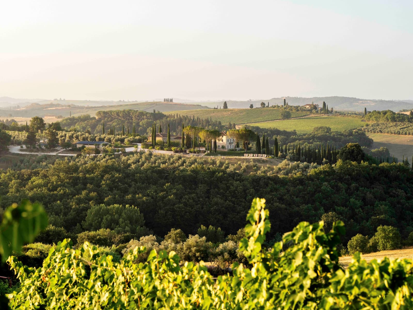 Tenuta Belvedere Estate: Tenuta Belvedere — vineyards and hills around the estate