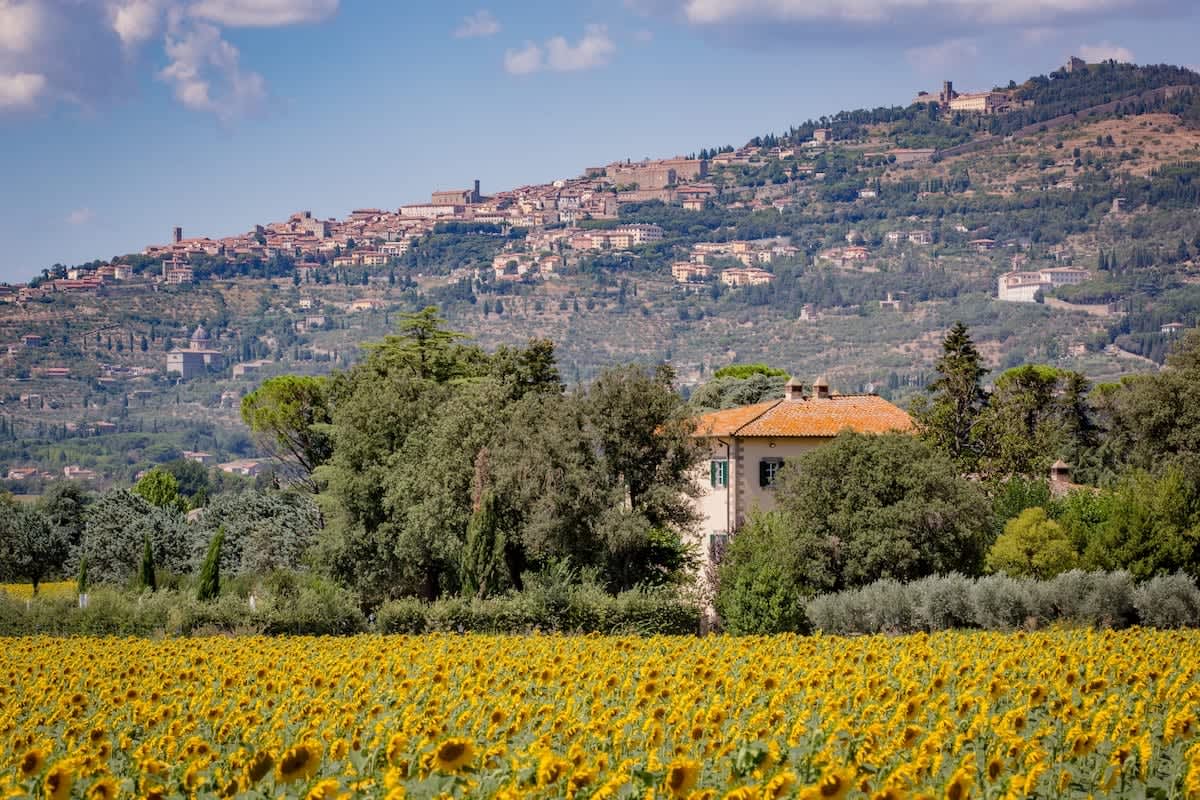 Villa della Cappella — the view across the estate's sunflower fields toward Cortona