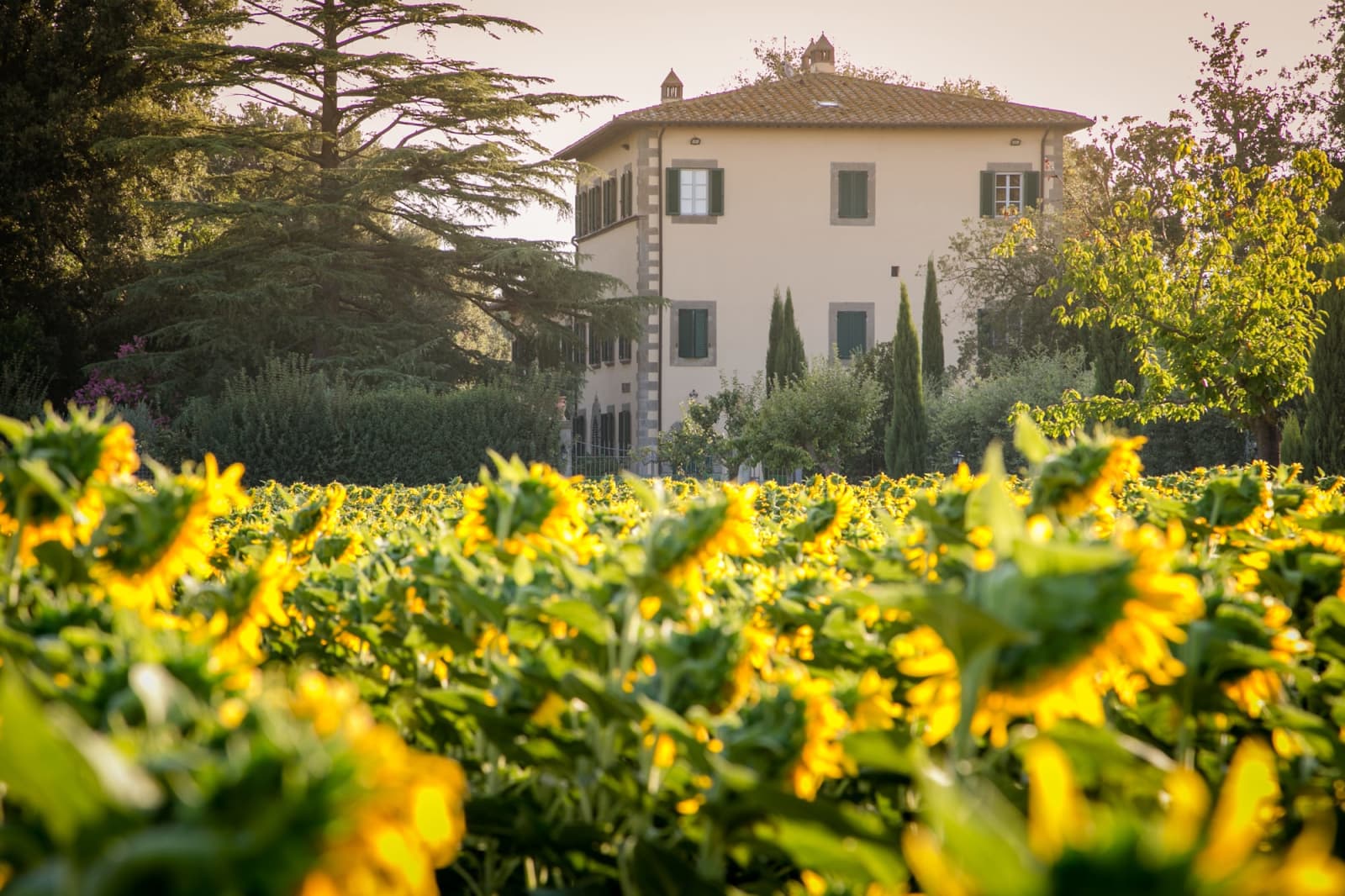 Villa della Cappella — aerial view across a sunflower field toward the house