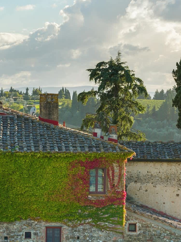 Villa Castellaro — ivy over the villa's old roofs