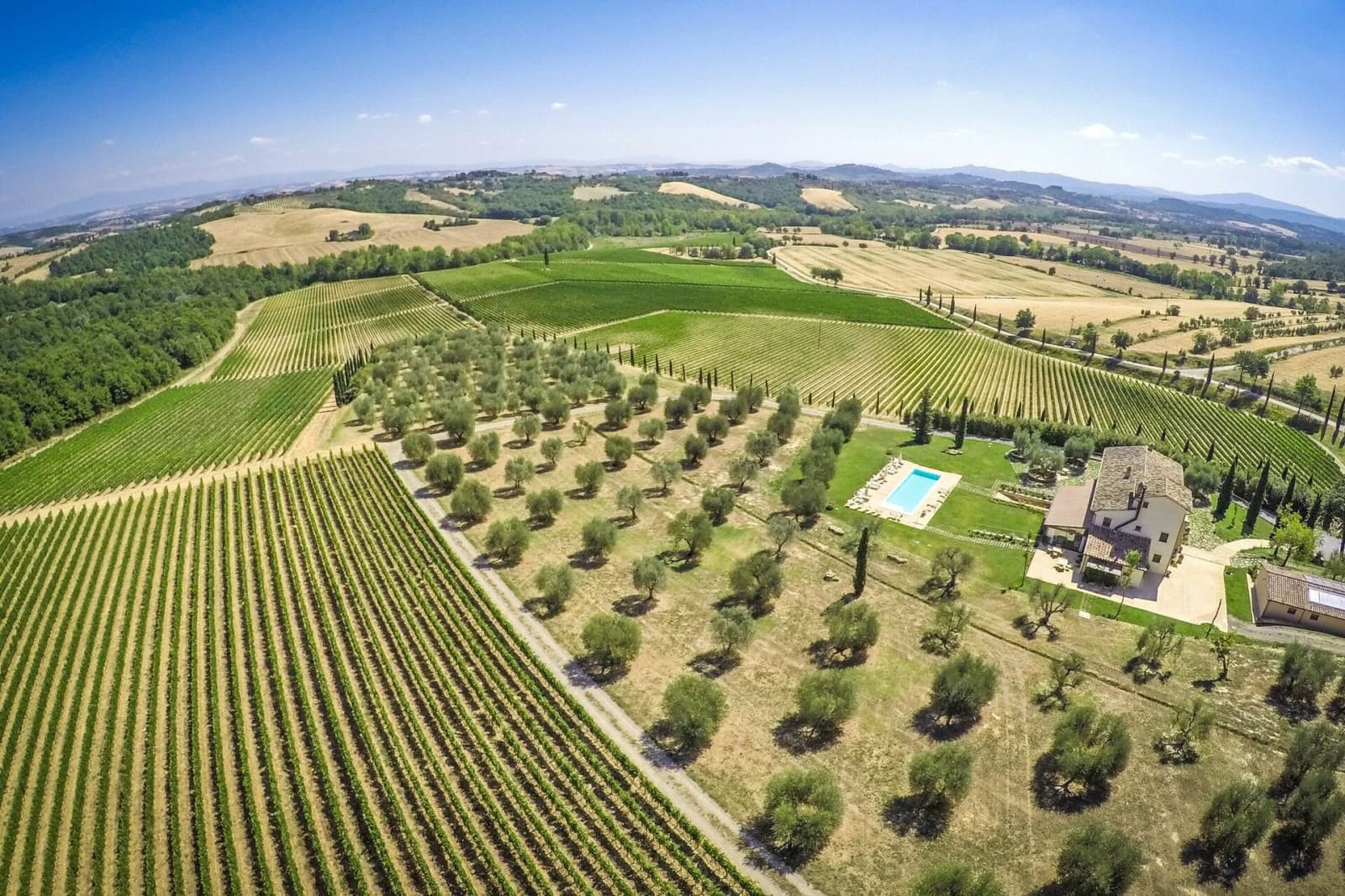 Tenuta La Barricaia — the estate's vineyards and olive groves from above