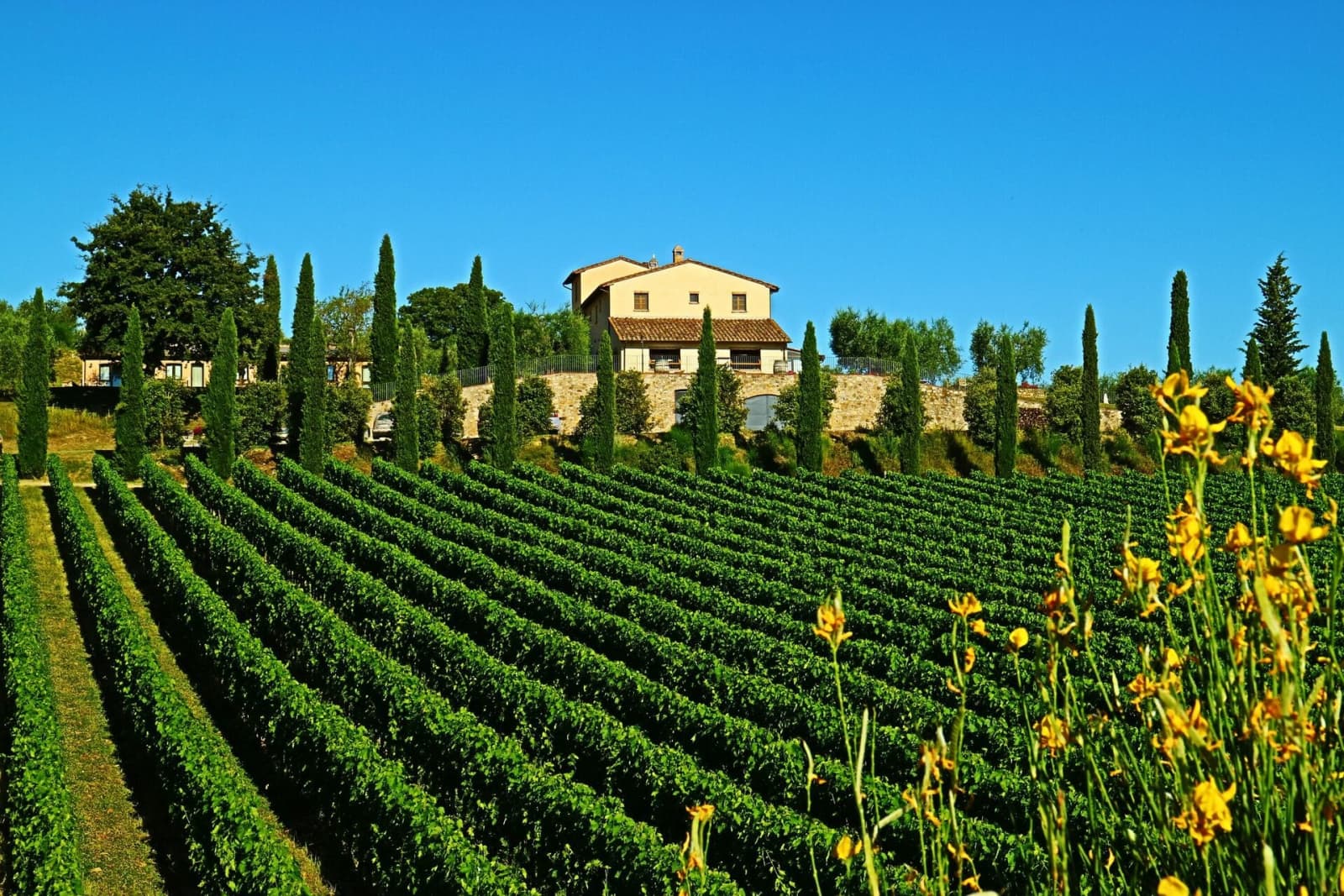 Tenuta La Barricaia — the villa above rows of vines