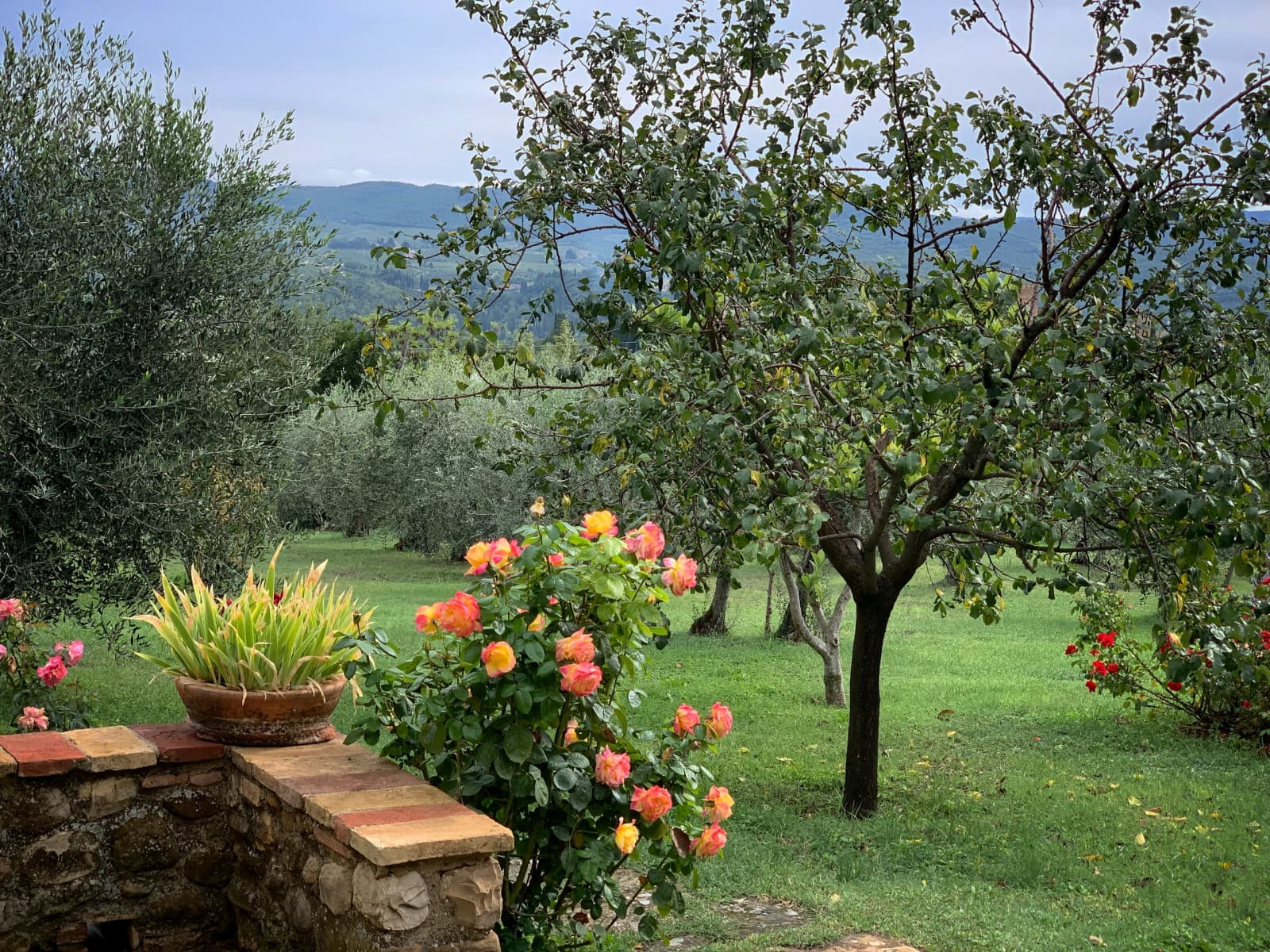 Casale Olivaio — roses among the olive trees