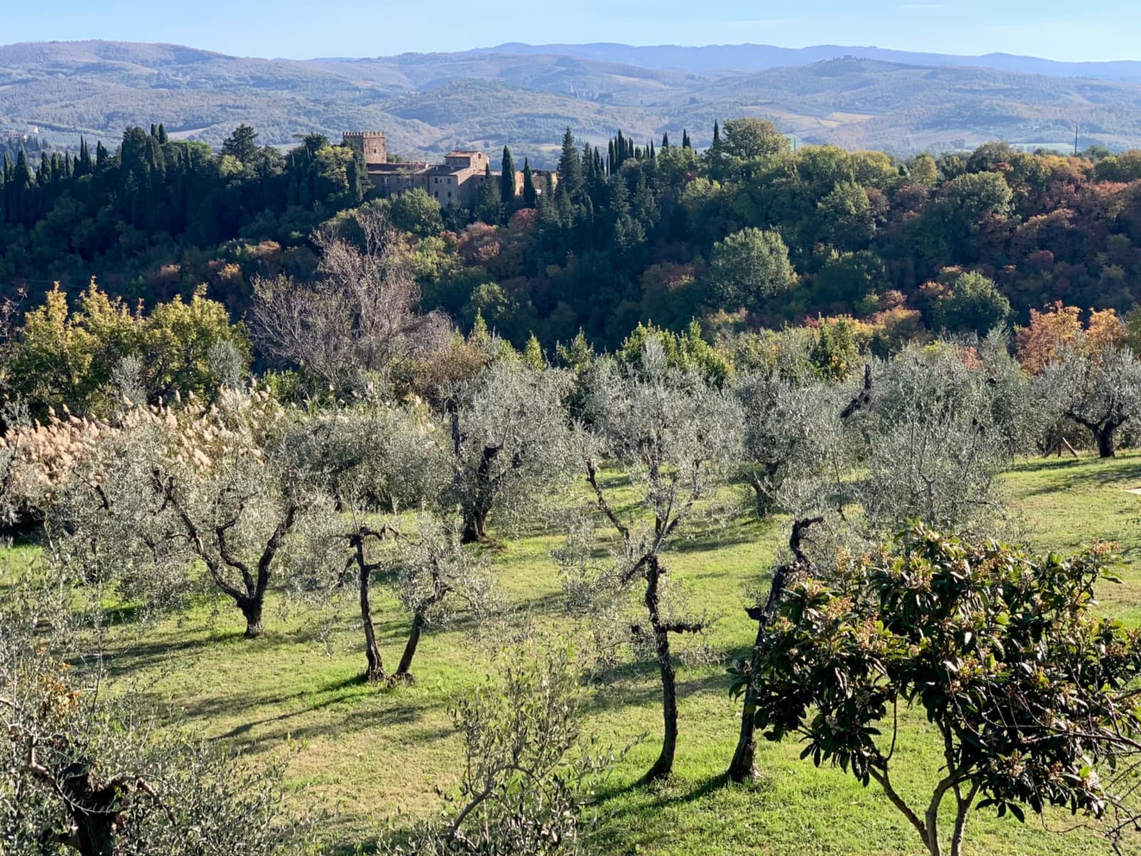 Casale Olivaio — the olive groves and valley