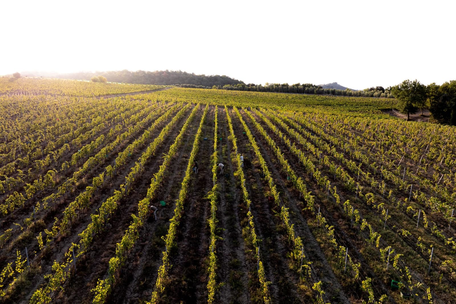 Tenuta Belvedere Estate: Tenuta Belvedere — vine rows on the estate