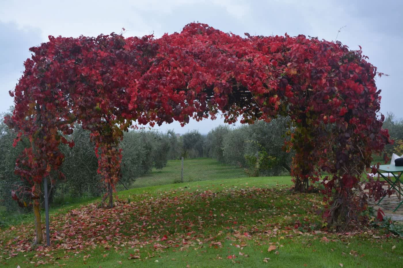 Villa Castellaro — a vine pergola turned red in autumn