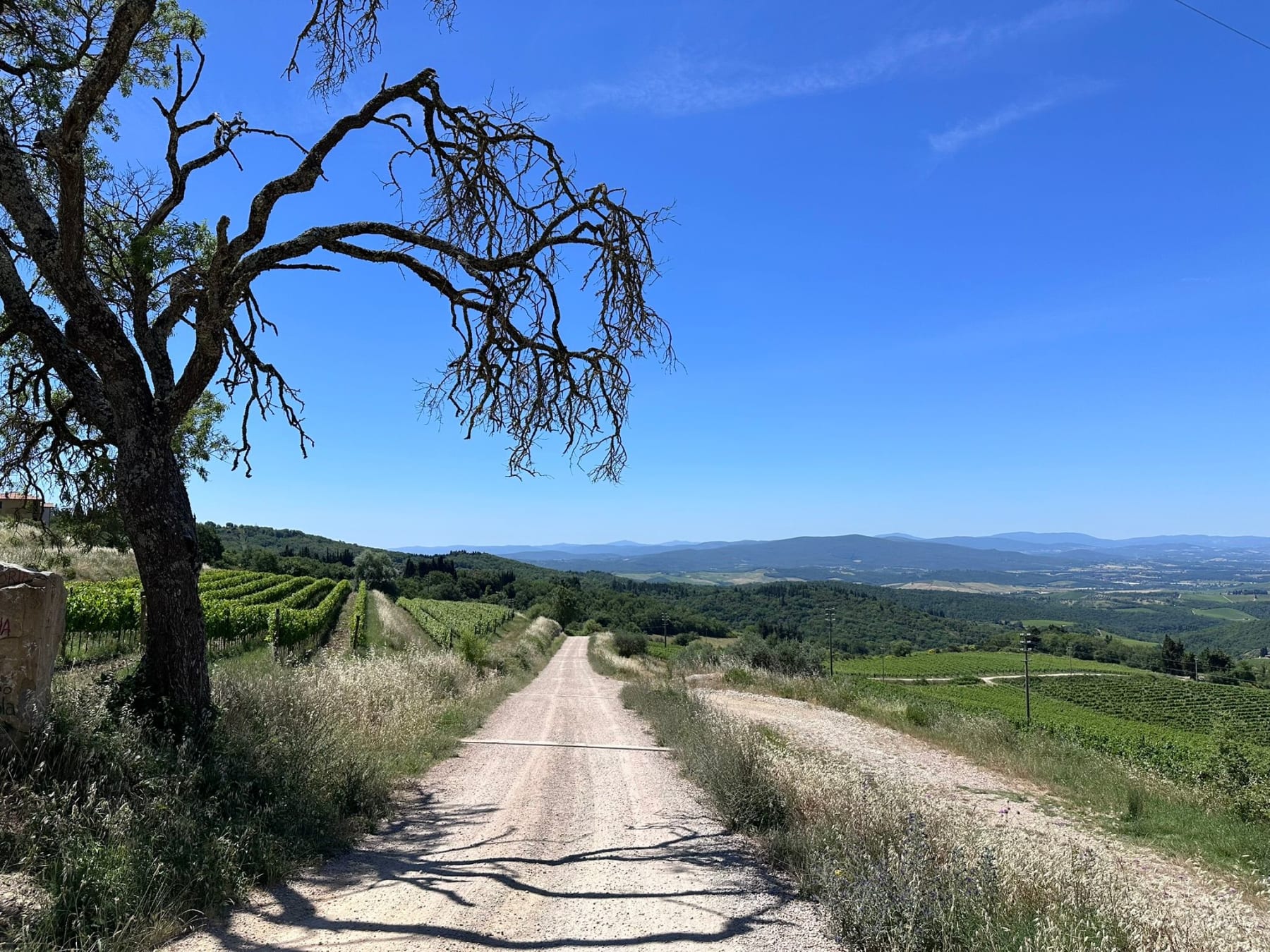 The Vendemmia: Joining the Grape Harvest in Chianti