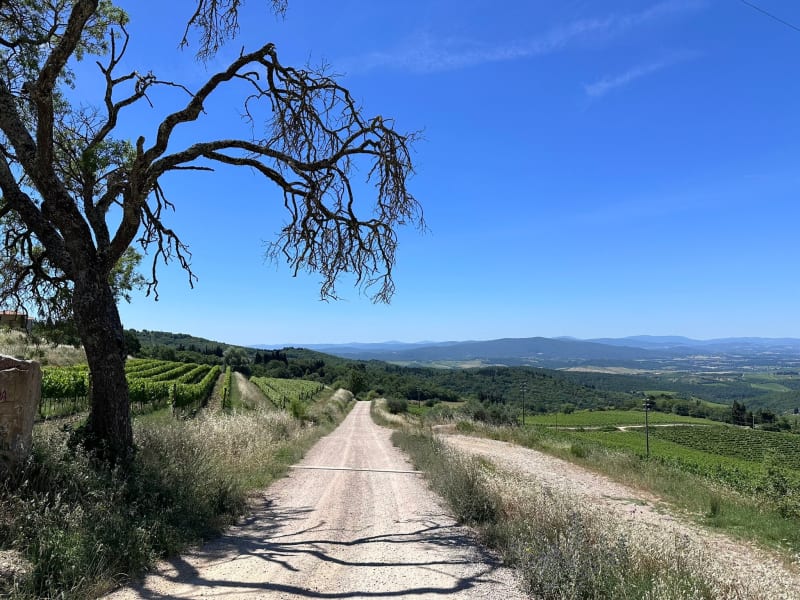The Vendemmia: Joining the Grape Harvest in Chianti