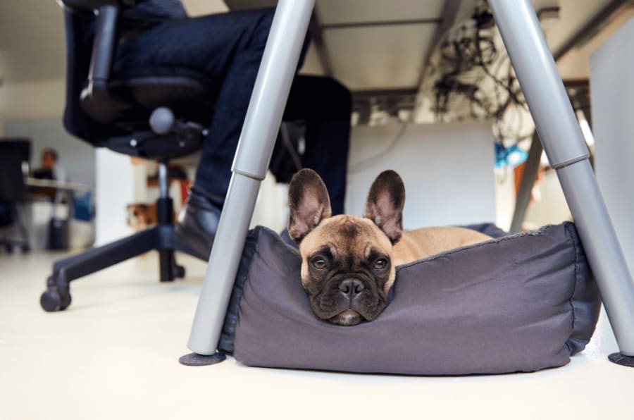 Taking Your Dog To Work With You!