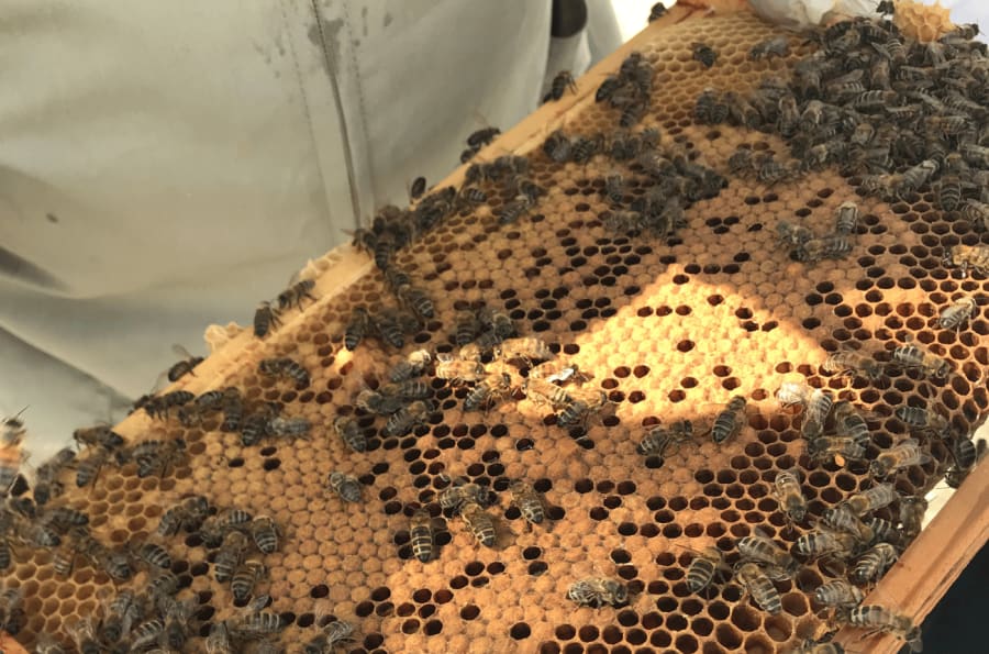 How To Become A BeeKeeper