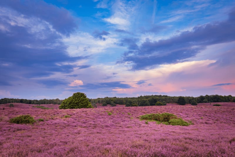 Veluwe posbank