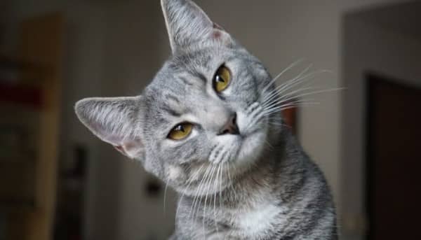 Katten begrijpen: waarom doen ze wat ze doen? 