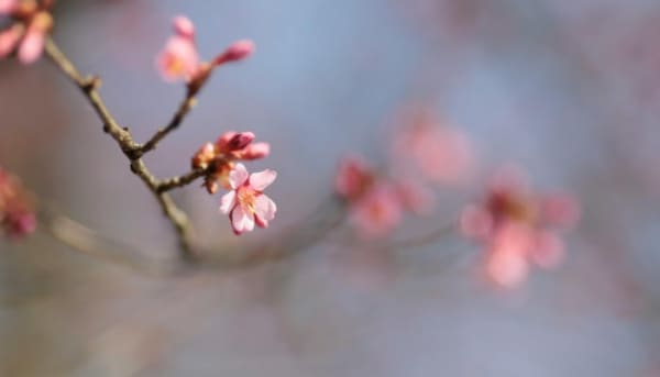 20 activiteiten tijdens het lente weer - Natuur in Nederland